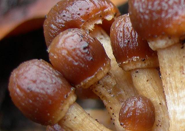 Psathyrella laevissima     (Romagn.)     Singer